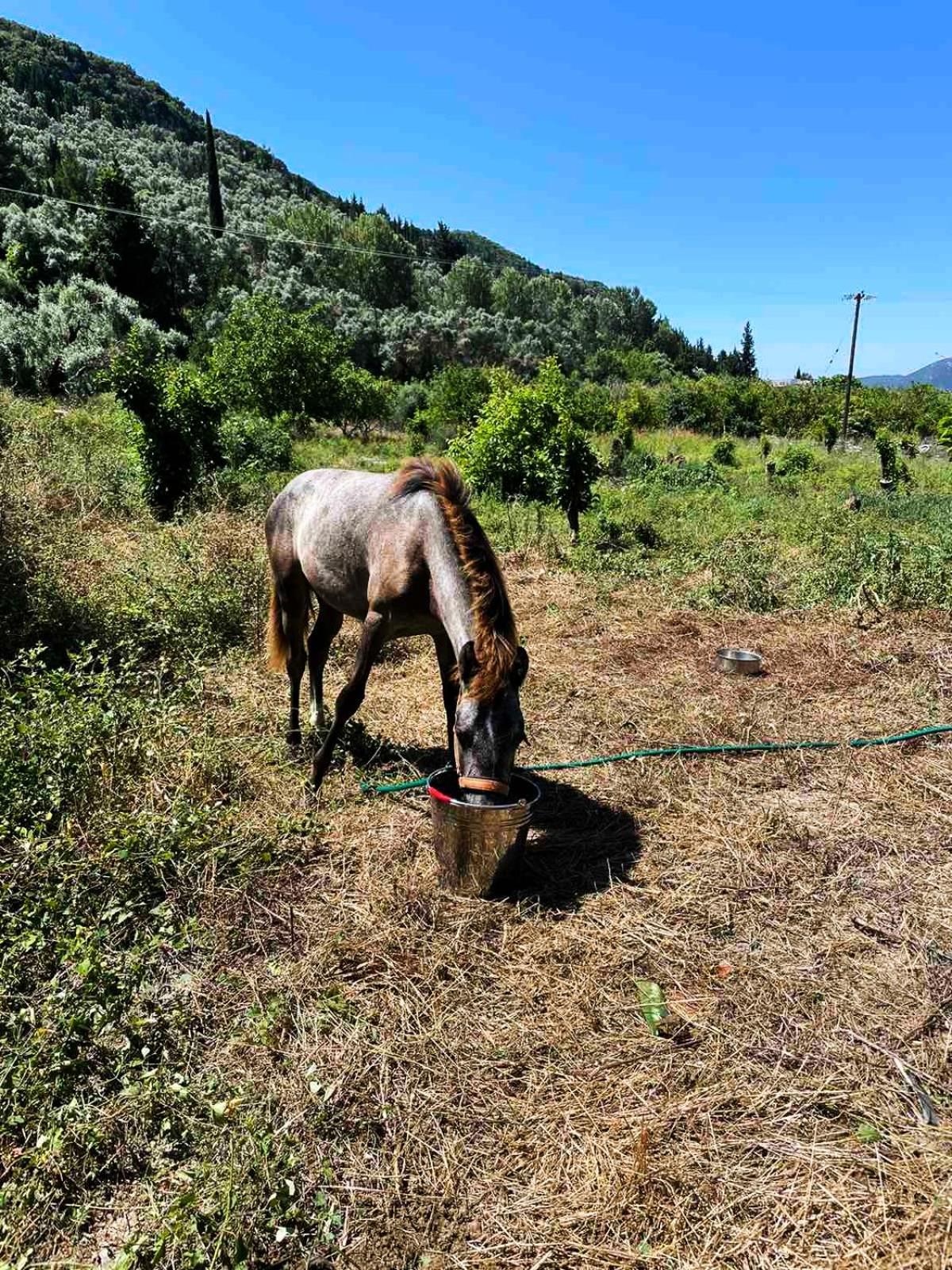 Lily Home_Lefkada ~ Private Country House Kondaraíni Dış mekan fotoğraf